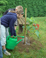 Schüler Klasse 5 beim Pflanzen und Angießen der Feige